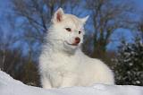 SIBERIAN HUSKY 729